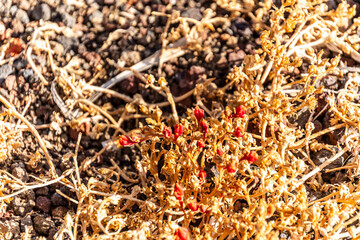Crassula connata pertenece a la familia de Crassulaceae.