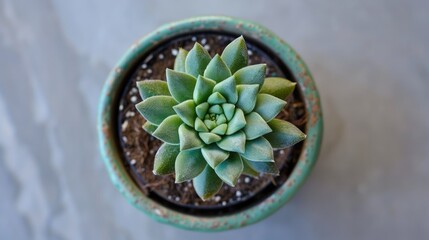 Top view of a small potted cactus or succulent fresh and green