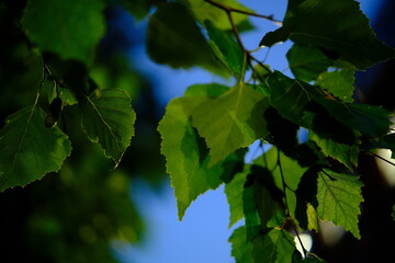 Natural green lush summer evening background,  scene with green leaves. blurring background overlay, night light