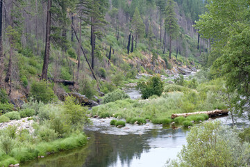 North fork Weber Creek adjacent to Highway 50 in Northern California. Pine trees in the background.