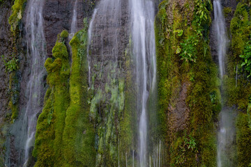 Fototapeta premium A wall of waterfalls on a green moss-covered slope of a volcano, Iturup Island
