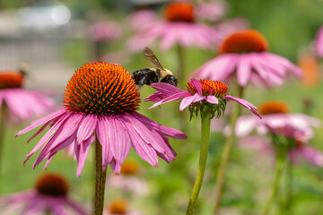 bee on a flower