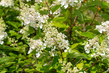 hydrangea blossoms in bright sunlight
