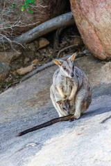 Female rock wallaby kangaroo and her baby kangaroo in her pouch in their natural habitat on Magnetic Island, Queensland, Australia.