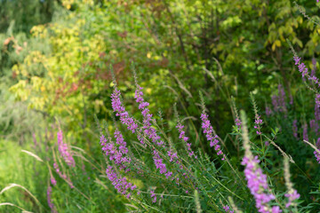 purple loosestrife (Lythrum salicaria) in the park