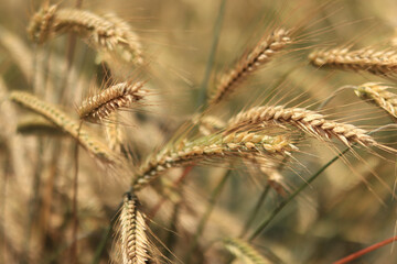 Ears of rye field, agriculture. Grain harvest. Yellow ears of grain on a field on a sunny day. Beautiful landscape of an agricultural field, ears of grain. Agricultural business concept. Grain harvest