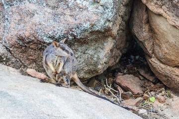 Female rock wallaby kangaroo and her baby kangaroo in her pouch in their natural habitat on Magnetic Island, Queensland, Australia.