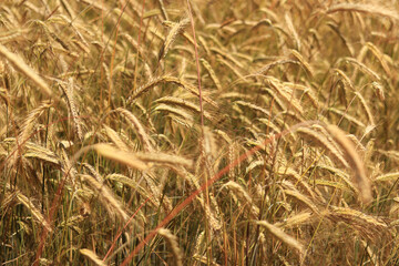 Ears of rye field, agriculture. Grain harvest. Yellow ears of grain on a field on a sunny day. Beautiful landscape of an agricultural field, ears of grain. Agricultural business concept. Grain harvest