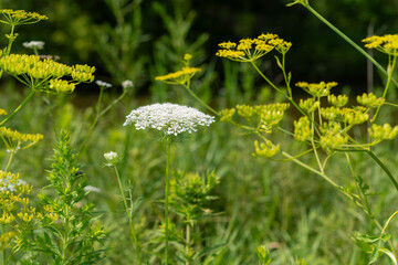 wild and invasive plants in the park