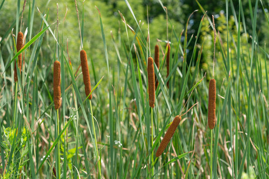 cattails (typha) in a wetlands area of the park