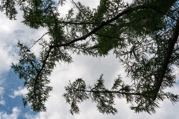 skyward glance at branches on an overcast sky