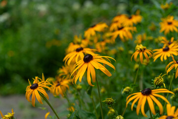 close-up of rudbeckia flowers with shallow depth of field focus