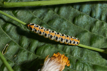 The butterfly caterpillar (lat. Cucullia lactucae) feeds on the buds of the thistle inflorescences.