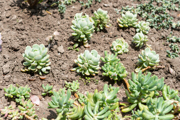 succulents in a garden