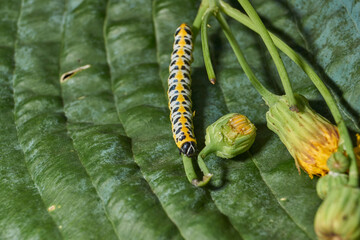 The butterfly caterpillar (lat. Cucullia lactucae) feeds on the buds of the thistle inflorescences.