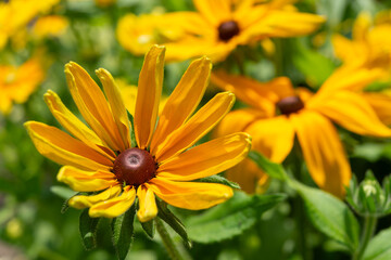 a rudbeckia flower slowly unfurls petals in bright summer light