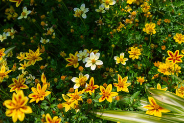 mixed bidens flowers with star shapes in an outdoor summer garden 