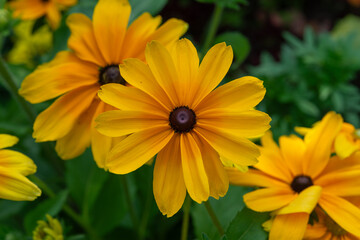 close-up of yellow orange flowers in bloom 