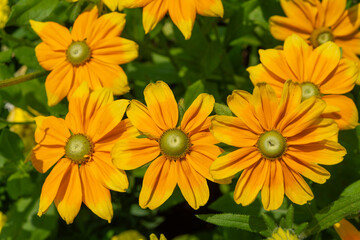 close-up of rudbeckia gloriosa in full sunlight