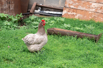 A beautiful gray hen with a red comb walks in the backyard and browses the green grass.