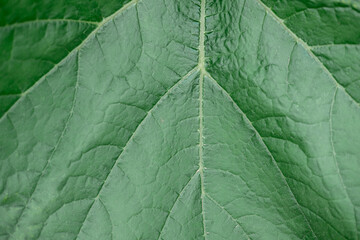 texture of a dark green large leaf close-up. Natural leaf background
