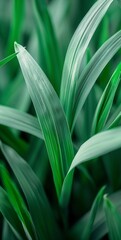 Fototapeta premium Close-up view of green leaves and blades creating a serene natural background