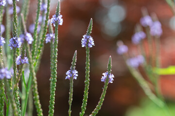 close-up of verbena hastata or blue vervain on a deeply defocused coppery foliage background
