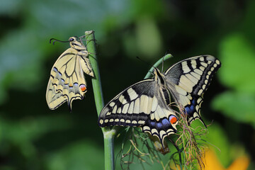 Swallowtail butterfly (Papilio machaon). Butterflies fresh out of pupa on a plant on which development has taken place (dill) in the garden.