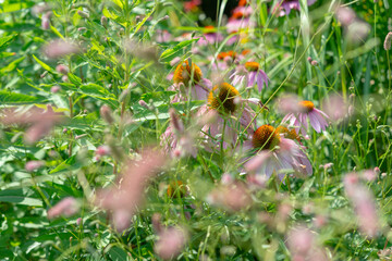 abstract field of foliage stems and coneflowers in a summer garden