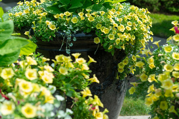 mostly small dainty yellow petunias in large decorative planters outdoors