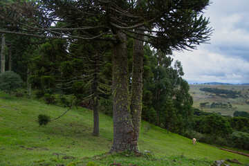 Rural landscape with Candelabra tree forest. Paraná or Brazilian pine (Araucaria angustifolia)....
