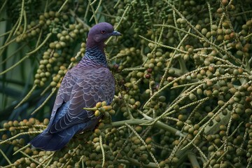 Picazuro pigeon on a bountiful bunch of golden cane palm. Beaultiful bird portrait.