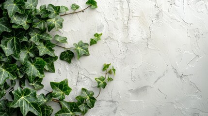 Ivy leaves cascading against a textured white backdrop