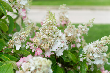 close-up macro of hydrangea paniculata