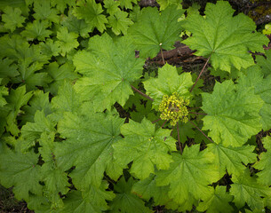 Devil's Club from above