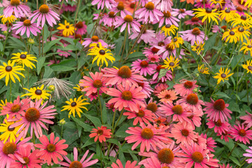 mixed flowers