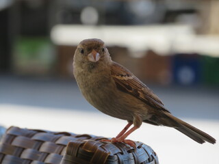 beautiful bird sparrow small bird feathers beak fly free