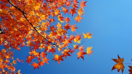 Vibrant autumn leaves against a clear blue sky in late fall