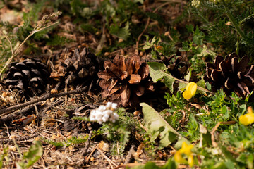 pinecone in the forest