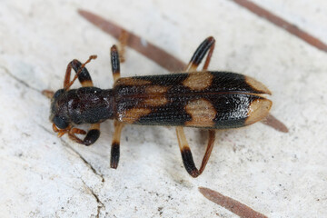 Chequered beetle (Opilo mollis). Rarely observed predatory beetle of the family Cleridae.