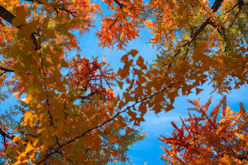 Autumn tree with autumnal leaf on blue sky background. Autumn leaves, gold and red leaves of autumn background. Colorful autumn leaves. natural background. Falling autumnal mood.