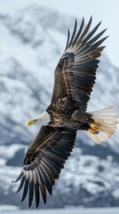 Bald eagle soaring gracefully over a landscape.