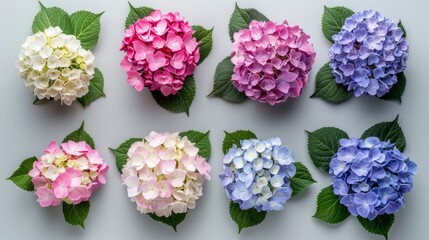 Collection of eight isolated hydrangea flowers in various colors on light background