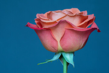 Closeup of a peach colored rose with delicate petals.