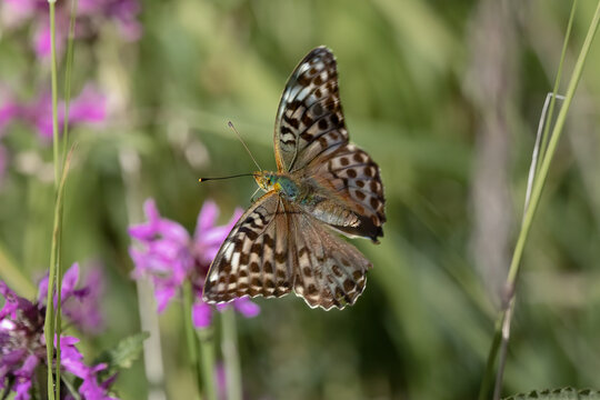 Silver Washed Fritillary in Flight