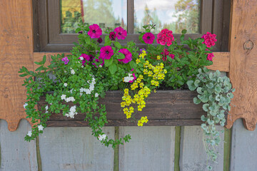 Landscape window decoration, decorative flowers of yellow, red, white colors with beautiful green leaves bloom on the window in a wooden box