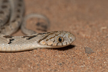 Rhombic egg eater (Dasypeltis scabra), also known as a common egg eater, or egg-eating snake, in the wild during a warm summer evening