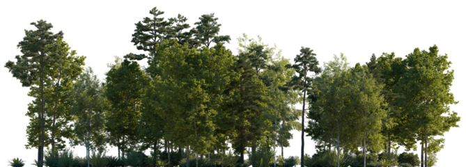 Frontal view Forest mixed trees (birch, sycamore platanus, spruce, pine, maple and other) isolated png on a transparent background premium cutout day lighting