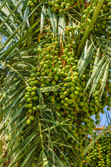 Fototapeta premium Green unripe dates fruit clusters on date palm close up.
