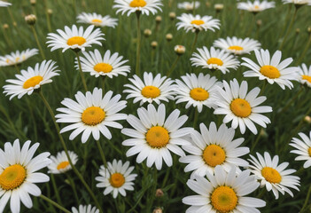 Fototapeta premium A field of daisies swaying in the breeze. 